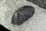 Devonian Ammonite (Anetoceras) - Morocco #110675-2